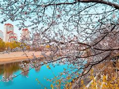 -桃花堤公园