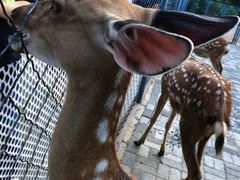 -长白岛森林公园