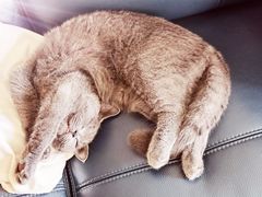 -lincat·猫舍(广州店)
