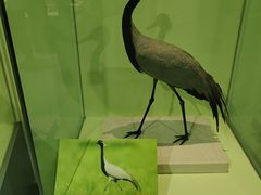 -盐城丹顶鹤湿地生态旅游区