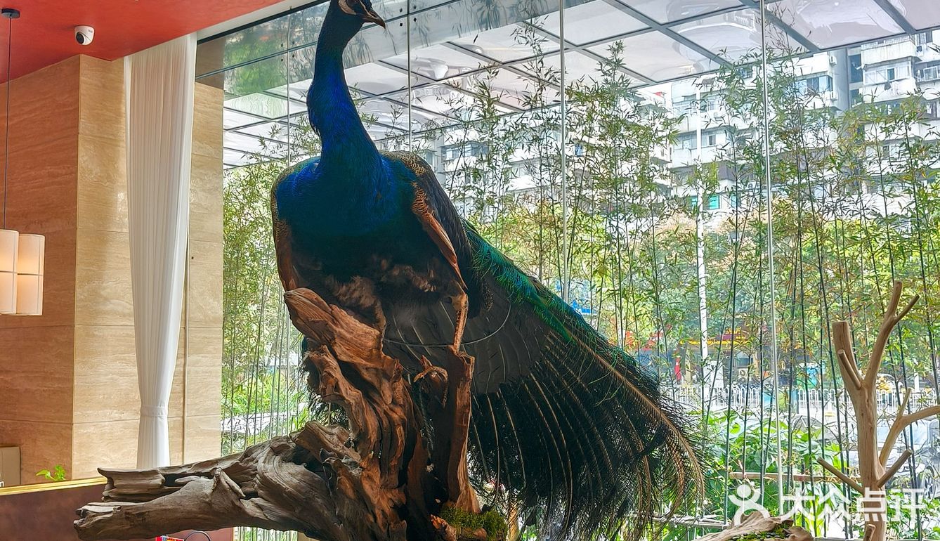 这鮰鱼吃了，终生难忘，鱼皮敲敲敲软糯😋