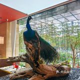 这鮰鱼吃了，终生难忘，鱼皮敲敲敲软糯😋