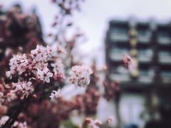 -阿里山神木遗迹