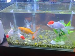 -华夏良子·足道SPA艾灸(王府井店)