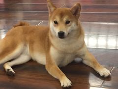 -豆柴町-柴犬主题狗咖(红鼎国际C座店)