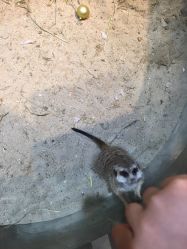 -Moni星球萌宠·小马宝莉·灵蛇·高端高阶全萌宠互动体验俱乐部(红豆国际广场店)