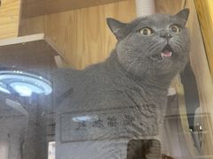 -鼓捣猫呢主题猫咖店