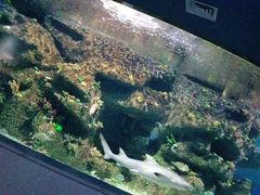 -沙沙哗啦海洋馆(华宇百花谷店)
