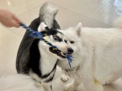 -共舞时光猫咖·狗咖(新街口店)