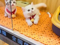 -欣宠猫屋·矮脚拿破仑·蓝金金渐层