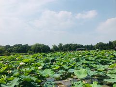-荷塘月色湿地公园·向阳花洲