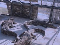 -秦皇岛野生动物园