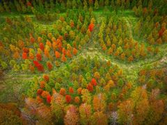 -黄海国家森林公园