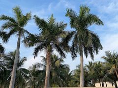 -欢乐海岸椰林沙滩-2025湾区超级灯会
