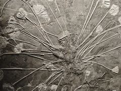 -辽宁古生物博物馆