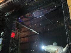 -蓝湾碧波·老字号·疍家非遗海上餐厅