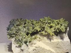 -河南自然博物馆