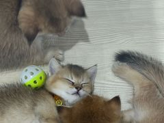 -金茂览秀城