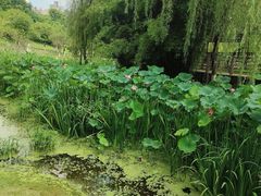 -沐仙湖湿地公园