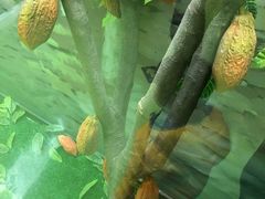 景点-歌斐颂巧克力小镇