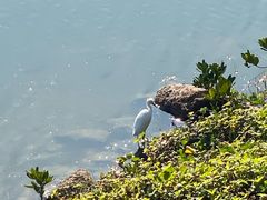 -深圳湾公园(南山区)