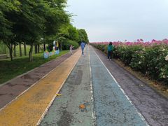 -贡湖湾湿地公园