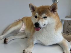 -怪兽屋·羊驼·猫咖·狗咖(俊华广场店)