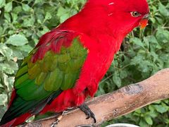 -南宫五洲植物乐园