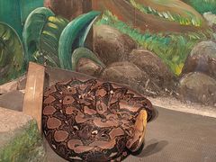 -上海大自然野生昆虫馆