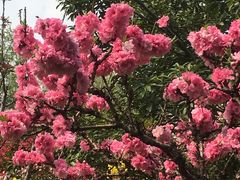 -南汇桃花村