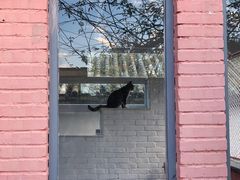 -喵屿·大理花园猫咖