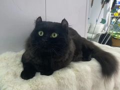 -爱洗澡的猫(望京店)