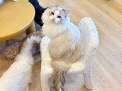 -有喵·猫咖·狗咖·30几只猫10只小狗(岗厦店)