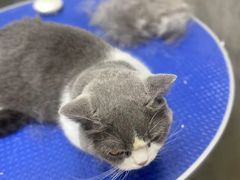 -PETKIT小佩宠物·低压洗护(国顺东路店)