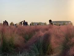 -映月湖中央公园