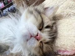 -老吴的猫·猫舍(新区店)