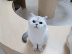 -鼓捣猫呢主题猫咖店