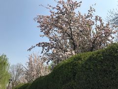 -海棠花溪(元大都城垣遗址公园)