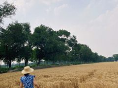 -西青郊野公园