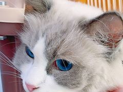-联合动物医院(光谷诊疗中心)