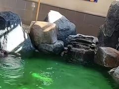 -大江户·温泉洗浴(浑南店)