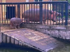 -合肥野生动物园