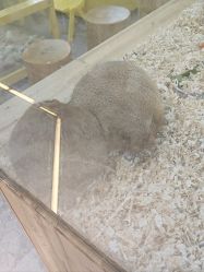 -神奇动物撸宠馆·羊驼·小浣熊·异宠(豫园店)