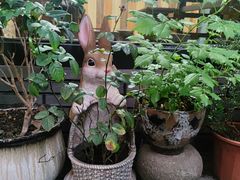 -家烧面馆【南山路知名经典面食】