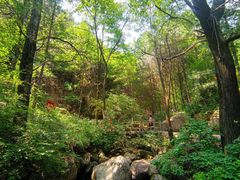 -王顺山国家森林公园