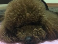 -奈斯宠物医院·核磁CT·异宠专科·内镜(中南店)