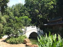 -金花茶公园