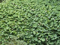 -北京民族园葉子里酒店(鸟巢店)