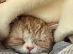 -御宝贝·A梦猫科宠物医院(国际猫友好医院)