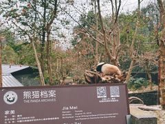 -都江堰中华大熊猫苑